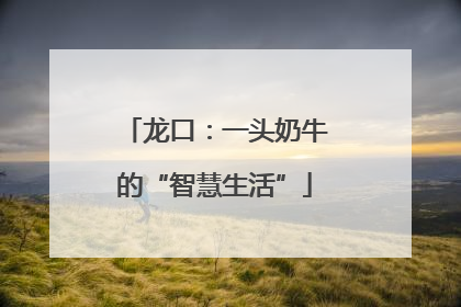龙口：一头奶牛的“智慧生活”